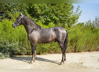 Andalusier, Hengst, 2 Jahre, 152 cm, Schimmel