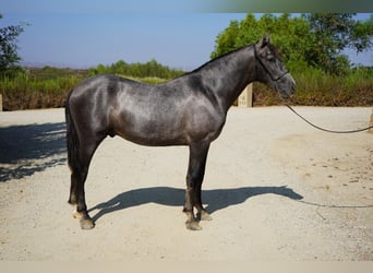 Andalusier, Hengst, 2 Jahre, 152 cm, Schimmel