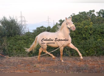 Andalusier, Hengst, 2 Jahre, 153 cm, Cremello