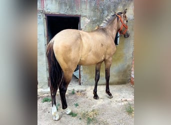 Andalusier, Hengst, 2 Jahre, 153 cm, Falbe