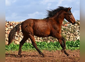 Andalusier, Hengst, 2 Jahre, 154 cm, Brauner