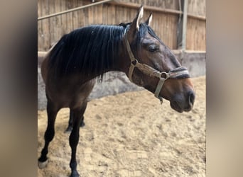 Andalusier, Hengst, 2 Jahre, 155 cm, Braunfalbschimmel