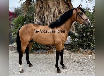 Andalusier, Hengst, 2 Jahre, 155 cm, Buckskin