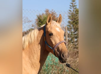 Andalusier, Hengst, 2 Jahre, 155 cm, Palomino