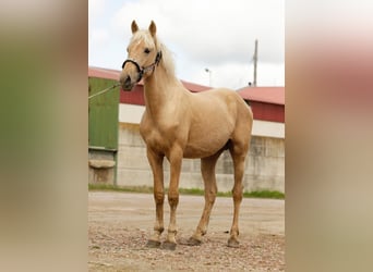 Andalusier, Hengst, 2 Jahre, 155 cm, Palomino