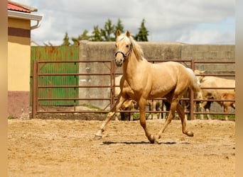Andalusier, Hengst, 2 Jahre, 155 cm, Palomino