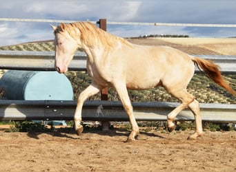 Andalusier, Hengst, 2 Jahre, 155 cm, Perlino