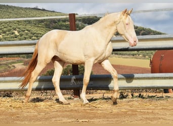 Andalusier, Hengst, 2 Jahre, 155 cm, Perlino