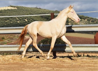 Andalusier, Hengst, 2 Jahre, 155 cm, Perlino