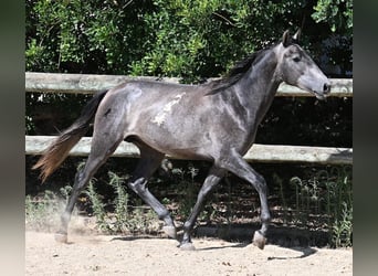 Andalusier, Hengst, 2 Jahre, 155 cm, Schimmel