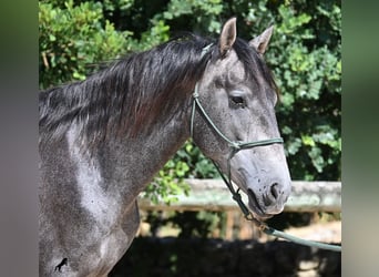 Andalusier, Hengst, 2 Jahre, 155 cm, Schimmel