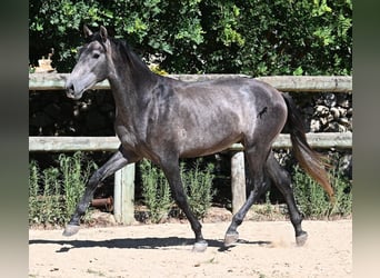 Andalusier, Hengst, 2 Jahre, 155 cm, Schimmel