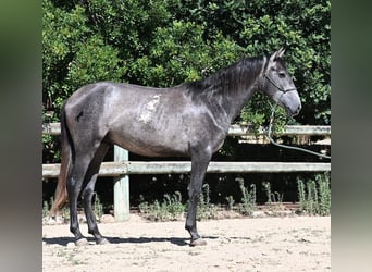 Andalusier, Hengst, 2 Jahre, 155 cm, Schimmel