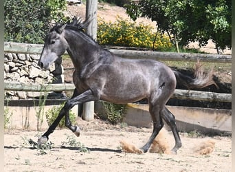 Andalusier, Hengst, 2 Jahre, 155 cm, Schimmel