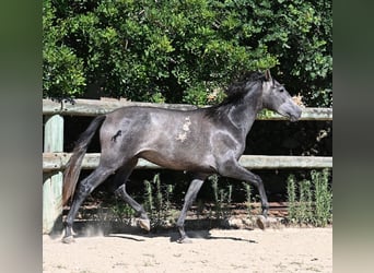 Andalusier, Hengst, 2 Jahre, 155 cm, Schimmel