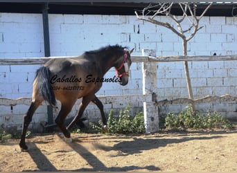 Andalusier, Hengst, 2 Jahre, 156 cm, Buckskin
