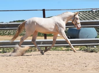Andalusier, Hengst, 2 Jahre, 156 cm, Perlino