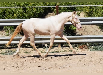 Andalusier, Hengst, 2 Jahre, 156 cm, Perlino