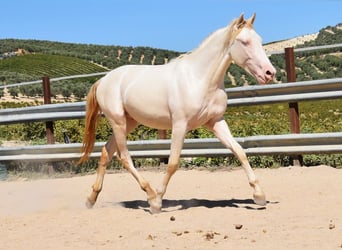 Andalusier, Hengst, 2 Jahre, 156 cm, Perlino