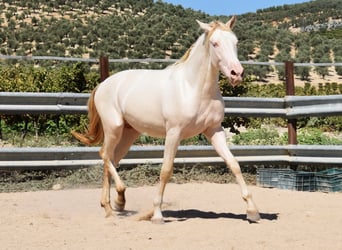 Andalusier, Hengst, 2 Jahre, 156 cm, Perlino