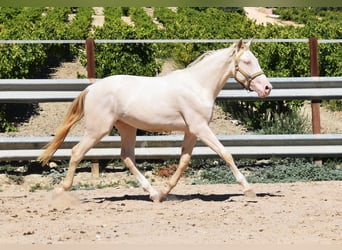 Andalusier, Hengst, 2 Jahre, 156 cm, Perlino