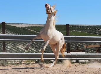 Andalusier, Hengst, 2 Jahre, 156 cm, Perlino