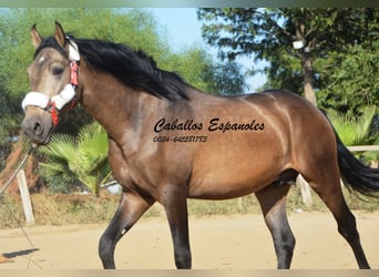 Andalusier, Hengst, 2 Jahre, 157 cm, Buckskin