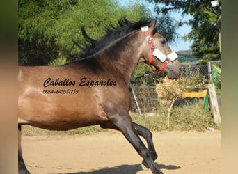 Andalusier, Hengst, 2 Jahre, 157 cm, Buckskin