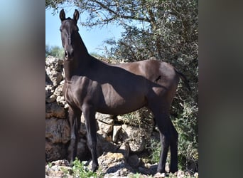 Andalusier, Hengst, 2 Jahre, 157 cm, Rappe