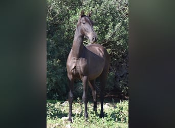 Andalusier, Hengst, 2 Jahre, 157 cm, Rappe