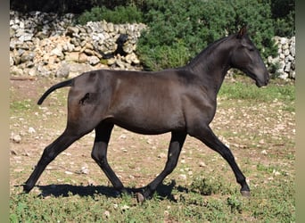 Andalusier, Hengst, 2 Jahre, 157 cm, Rappe