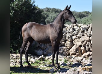 Andalusier, Hengst, 2 Jahre, 157 cm, Rappe