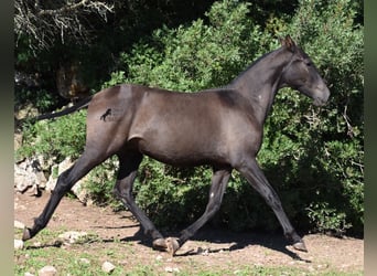 Andalusier, Hengst, 2 Jahre, 157 cm, Rappe