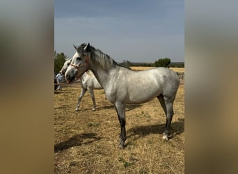 Andalusier, Hengst, 2 Jahre, 157 cm, Schimmel