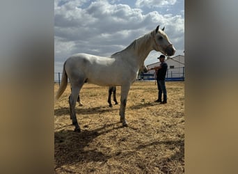 Andalusier, Hengst, 2 Jahre, 157 cm, Schimmel