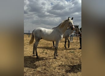 Andalusier, Hengst, 2 Jahre, 157 cm, Schimmel