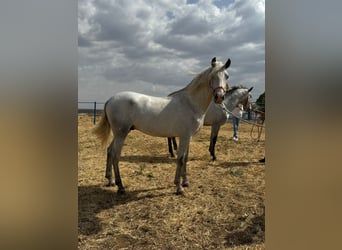 Andalusier, Hengst, 2 Jahre, 157 cm, Schimmel