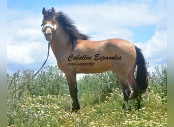 Andalusier, Hengst, 2 Jahre, 158 cm, Champagne