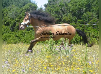 Andalusier, Hengst, 2 Jahre, 158 cm, Champagne
