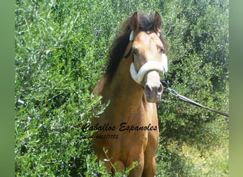Andalusier, Hengst, 2 Jahre, 158 cm, Champagne