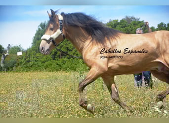 Andalusier, Hengst, 2 Jahre, 158 cm, Champagne