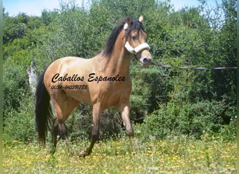 Andalusier, Hengst, 2 Jahre, 158 cm, Champagne