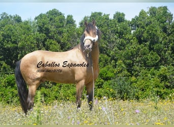 Andalusier, Hengst, 2 Jahre, 158 cm, Champagne