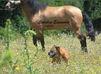 Andalusier, Hengst, 2 Jahre, 158 cm, Champagne