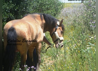 Andalusier, Hengst, 2 Jahre, 158 cm, Champagne