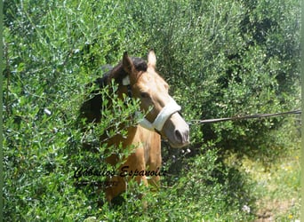 Andalusier, Hengst, 2 Jahre, 158 cm, Champagne
