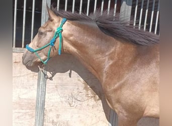 Andalusier, Hengst, 2 Jahre, 158 cm, Falbe