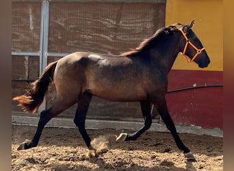 Andalusier, Hengst, 2 Jahre, 159 cm, Brauner