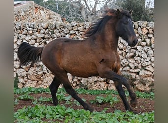 Andalusier, Hengst, 2 Jahre, 159 cm, Brauner