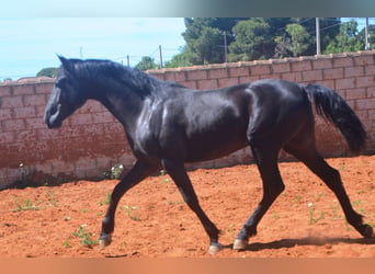 Andalusier, Hengst, 2 Jahre, 159 cm, Rappe